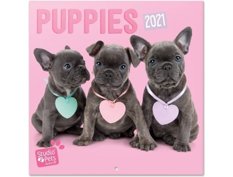 Calendário  Studio Pets Puppies (2021 - 30 x 30 cm)