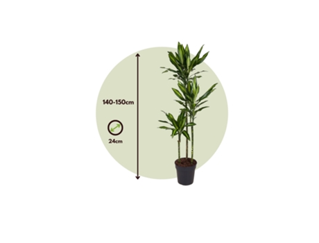 Plantas Verdes PLANT IN A BOX Dracaena Fragrans Cintho Conjunto de 1 Pote 24Cm Altura 140-150Cm