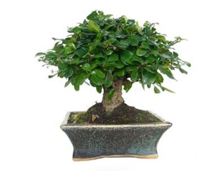 Bonsai Carmona Microphylla 5 Anos