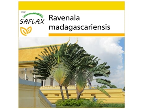 SAFLAX Conjunto de Cultivo Árvore Do Viajante Ravenala Madagascariensis 8 Sementes com Mini Estufa Substrato de Cultivo e 2 Vasos