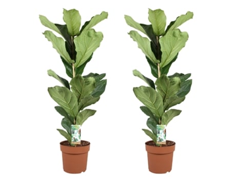 Plantas Verdes PLANT IN A BOX Ficus Lyrata Conjunto de 2 Pote 21Cm Altura 80-100Cm